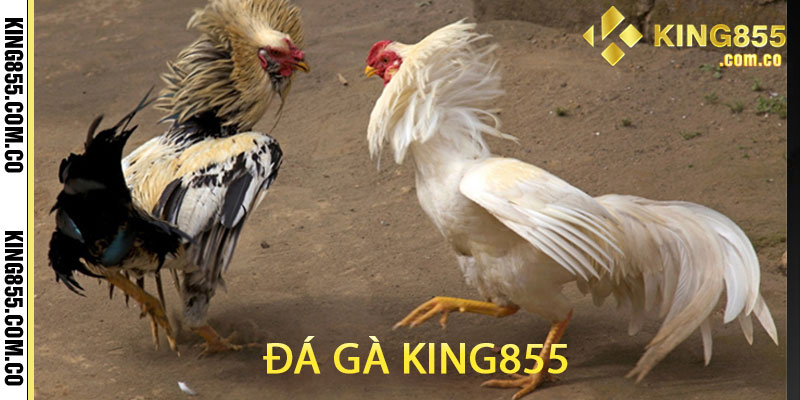 đá gà king855